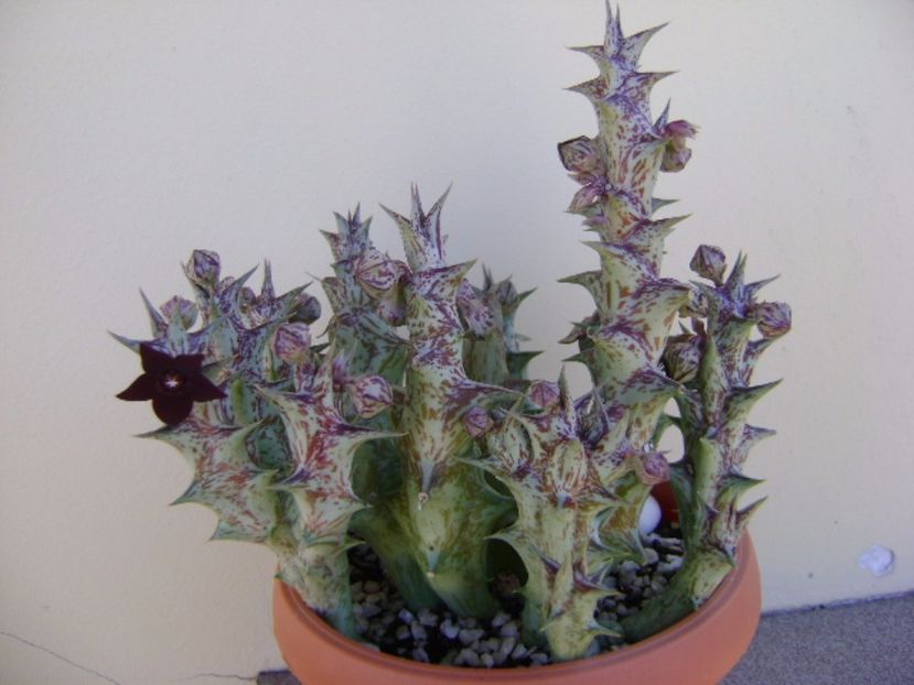 Orbea decaisneana hb. - Stapeliade 2017