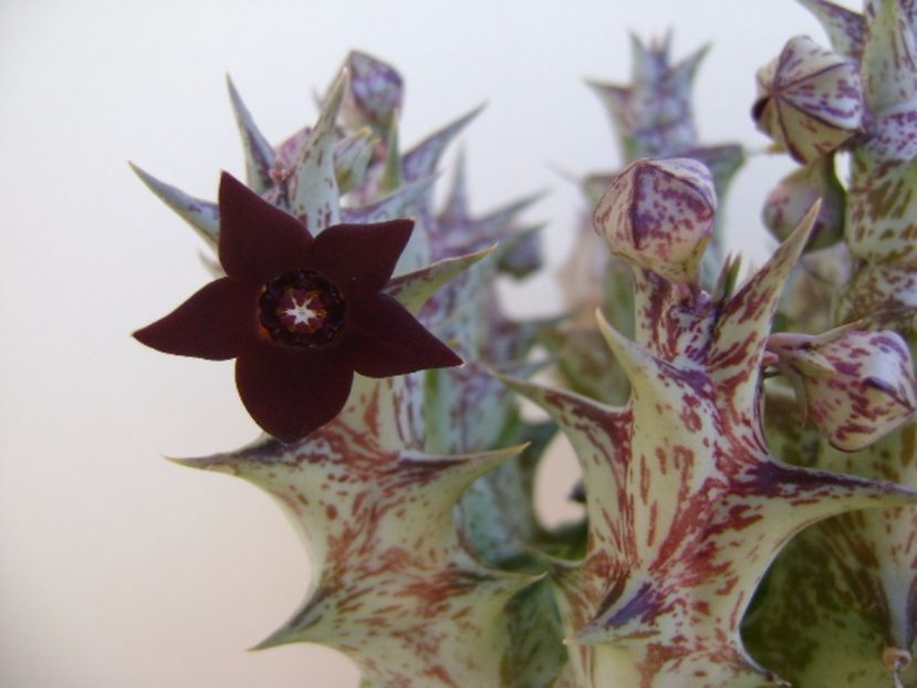 Orbea decaisneana hb. - Stapeliade 2017