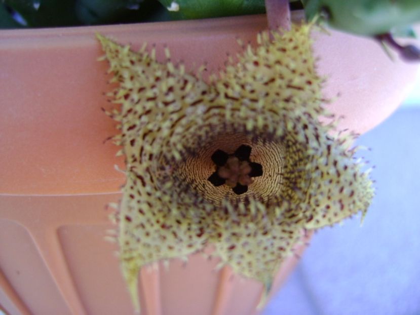 Huernia histrix v. nova - Stapeliade 2017