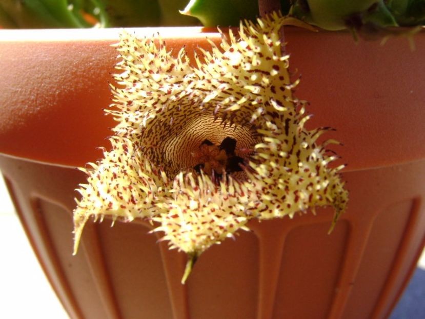 Huernia histrix v. nova - Stapeliade 2017