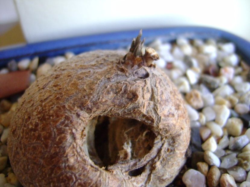 Dioscorea elephantipes ciugulita de pasari, inceput de vegetatie - Caudiciforme si bulbi 2017