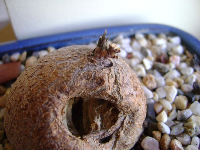 Dioscorea elephantipes ciugulita de pasari, inceput de vegetatie - Caudiciforme si bulbi 2017