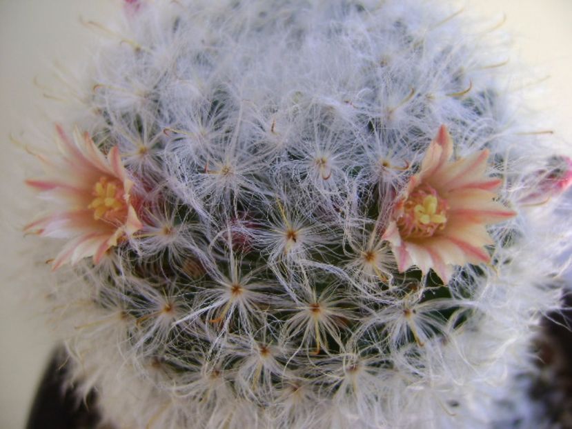 Mammillaria bocasana multilanata - Cactusi 2017 final de an