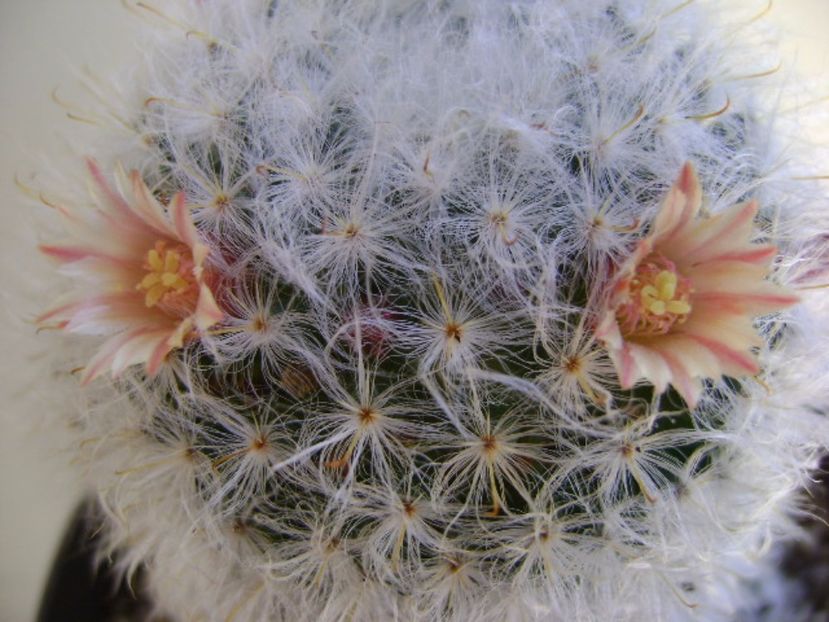 Mammillaria bocasana multilanata - Cactusi 2017 final de an