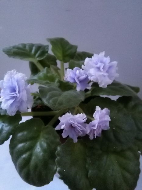 RS Belissimo - 1-A-Violete 2017