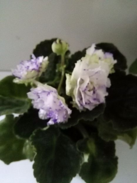 RS Green Lagoon - 1-A-Violete 2017