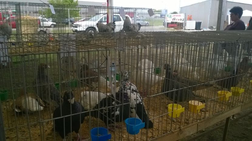  - Agromalim 2017