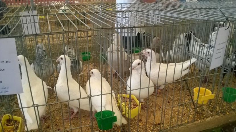  - Agromalim 2017