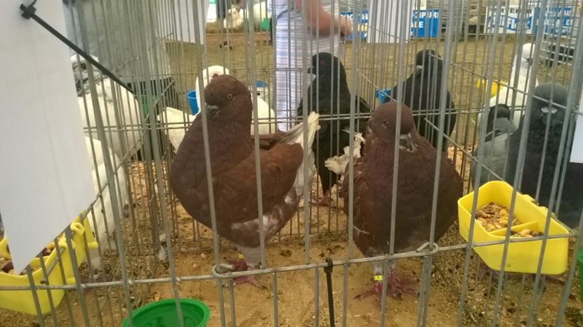  - Agromalim 2017
