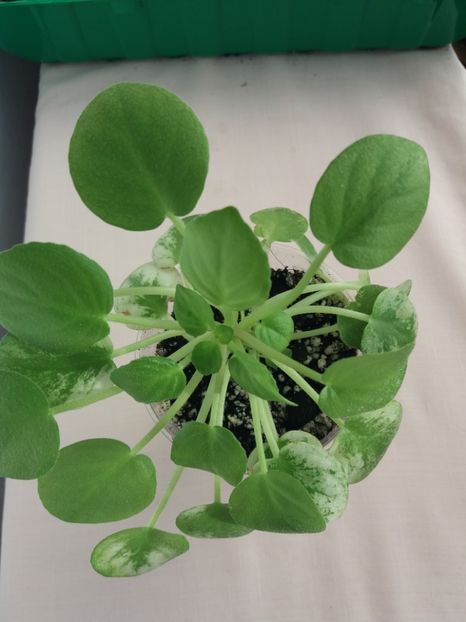 7 sept - Ramblin Silver