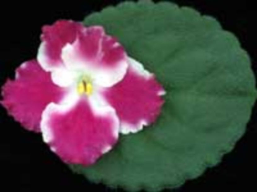 Crimson-Ice poza net - ZZ Crimson Ice