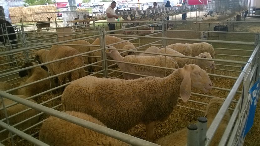  - Agromalim 2017