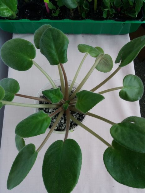 7 sept - ZZ EK Babie Leto-EK Indian Summer