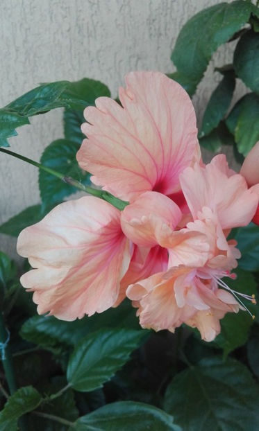  - hibi el cap orange