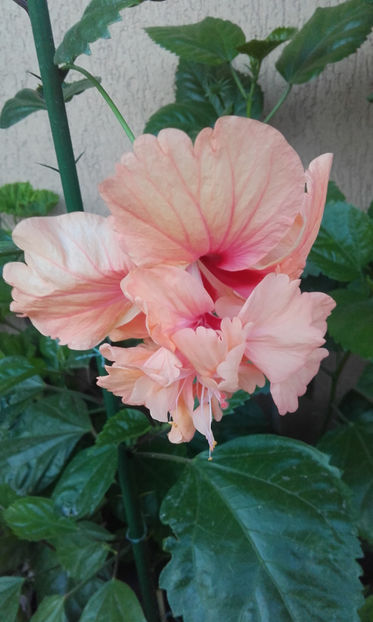  - hibi el cap orange