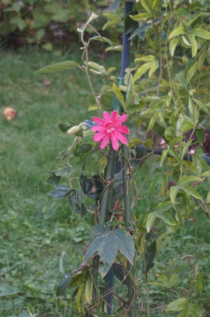  - Passiflora 2017- 2018