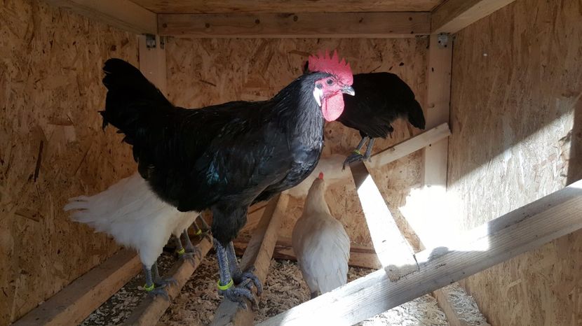 Bresse negru - La Bresse