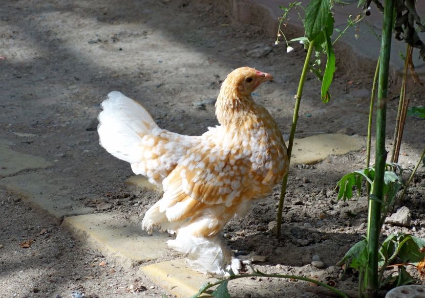  - H - Mii de flori 2017 B