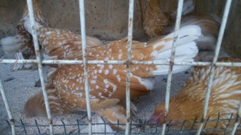  - Mii de flori galben-alb