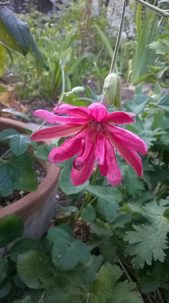  - Passiflora 2017- 2018