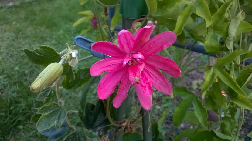 Molissima - Passiflora 2017- 2018