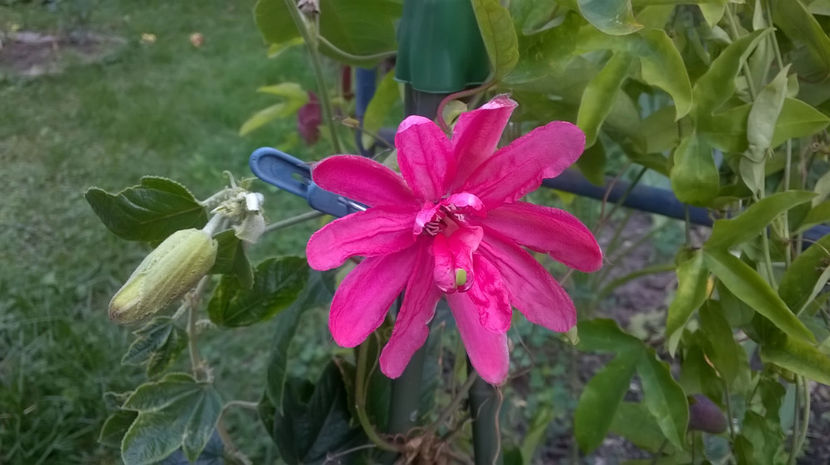  - Passiflora 2017- 2018