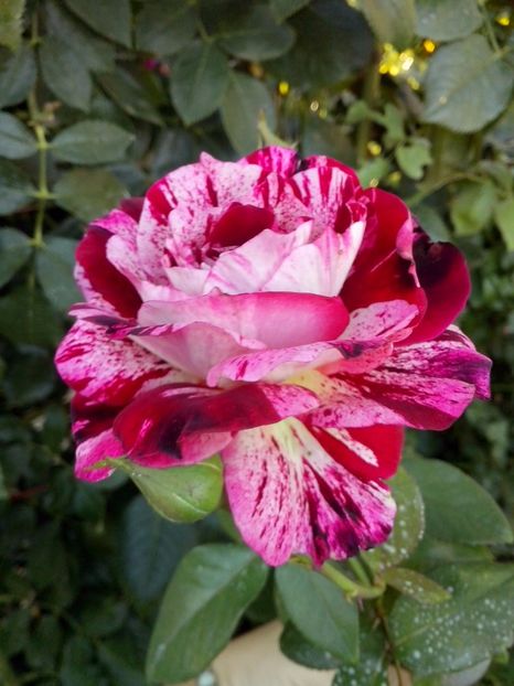 julio iglesias - 0 TRANDAFIRI 2017