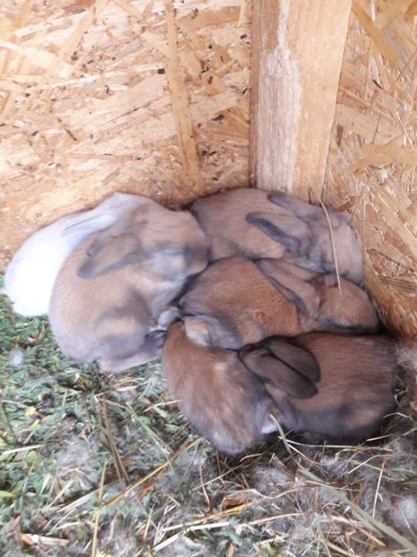  - Cuib din 13 08 2017