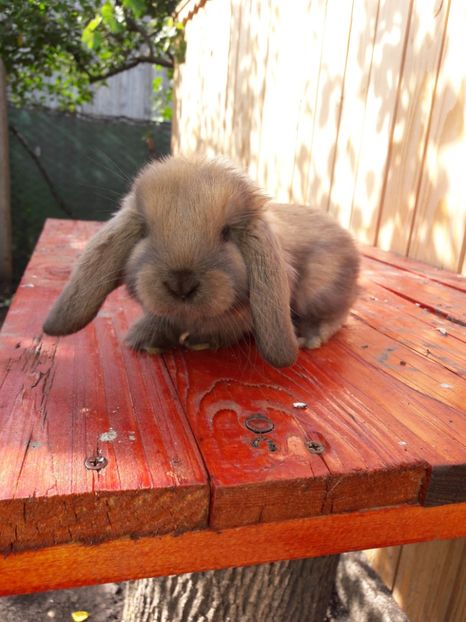  - Cuib din 13 08 2017