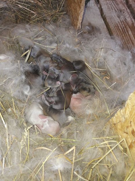  - Cuib din 13 08 2017