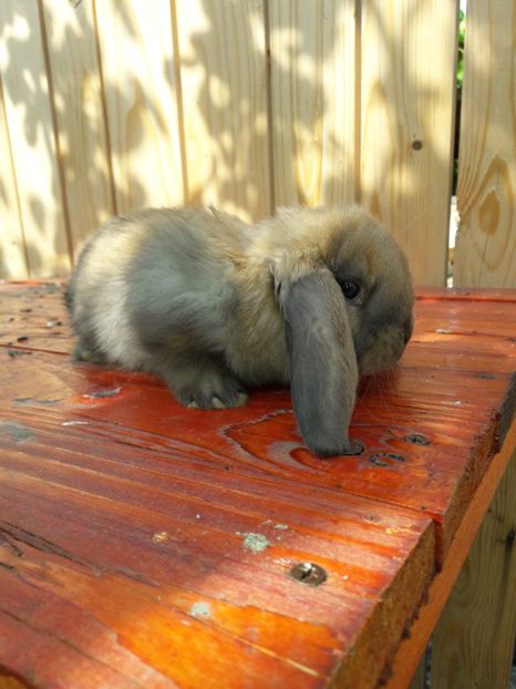  - Cuib din 13 08 2017