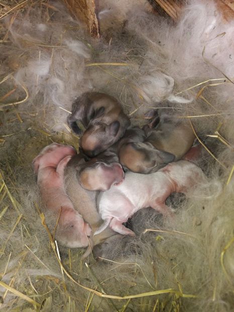  - Cuib din 13 08 2017