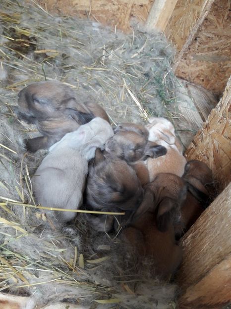  - Cuib din 13 08 2017