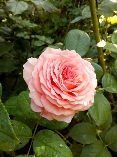 james g. - 0 TRANDAFIRI 2017