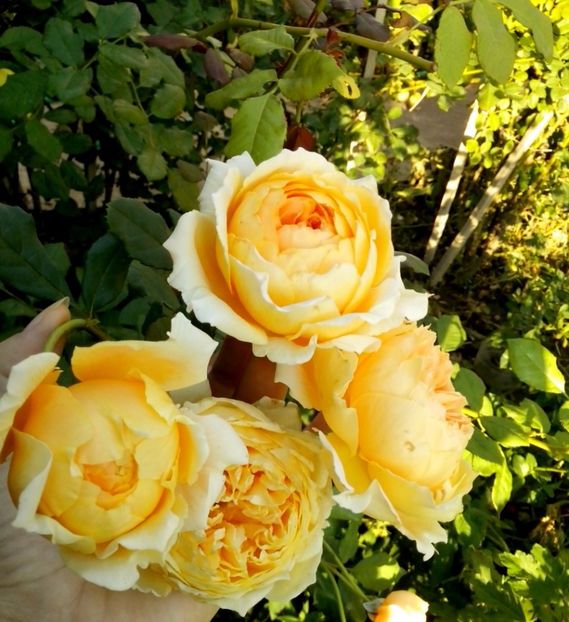 c.p.m. - 0 TRANDAFIRI 2017