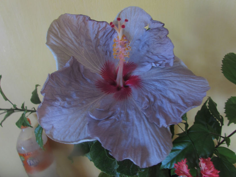 Petra ( a doua zi ) - Hibiscus 2017