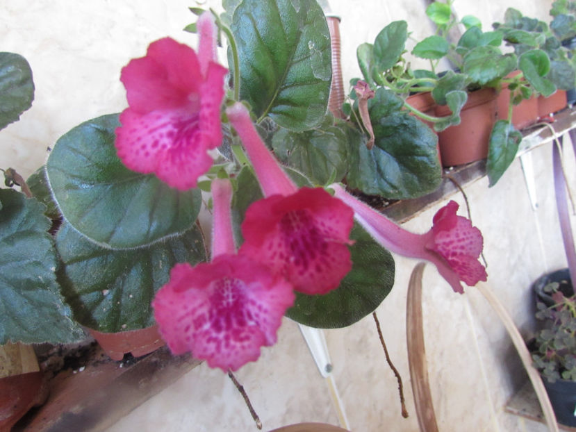 SRGs Red Eruption - Siningii
