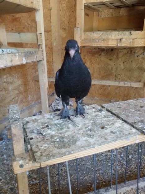  - Arhiva poze cu porumbei