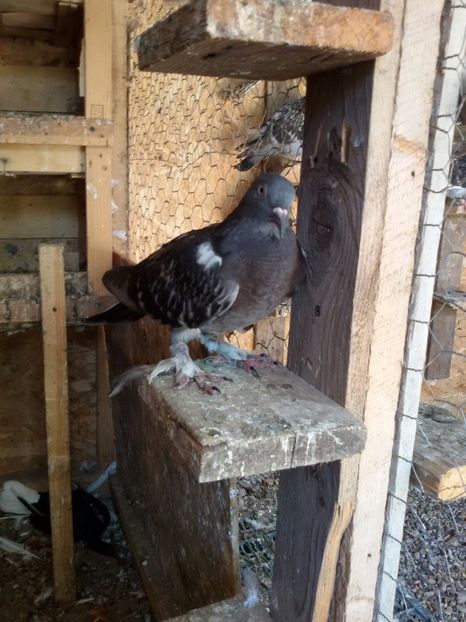  - Pasari facute cadou