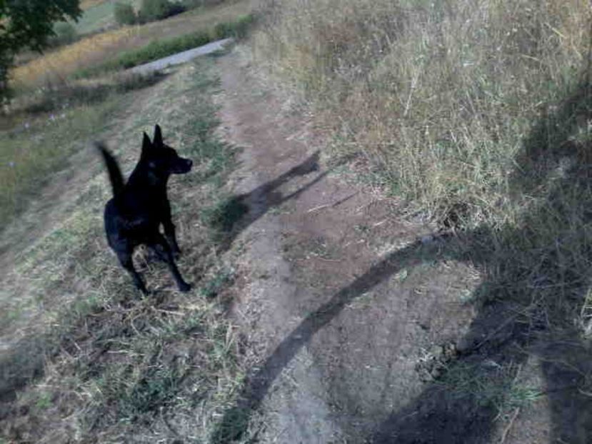  - Caini de sobolani-dihori-paza