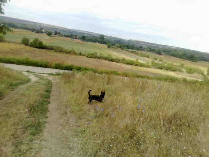  - Caini de sobolani-dihori-paza