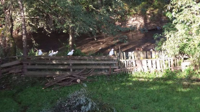 21439199_357546914667791_1780283478_o - ARHIVA Rate mute - lesesti