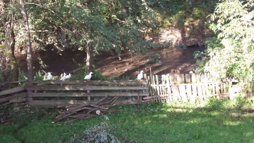 21441606_357546871334462_1623314739_o - ARHIVA Rate mute - lesesti