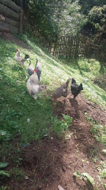 21390440_357546961334453_643397546_o - F Gaini de tara si kabir