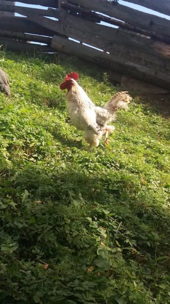 21390499_357546974667785_681868683_o - F Gaini de tara si kabir