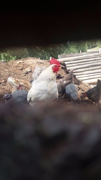 21392596_357546941334455_125333512_o - F Gaini de tara si kabir