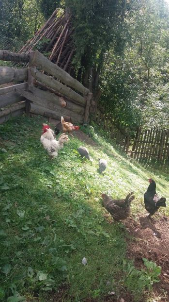 21392623_357546958001120_1417835114_o - F Gaini de tara si kabir