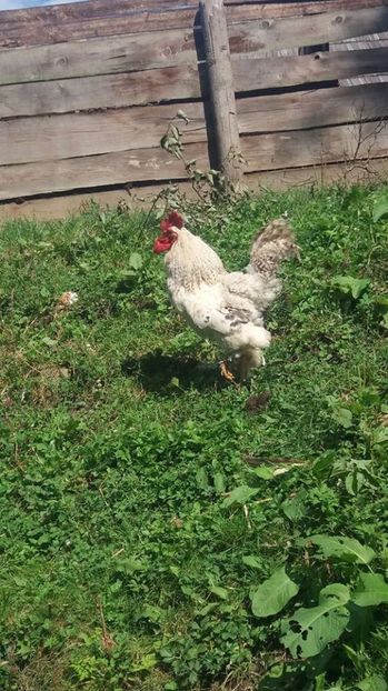  - F Gaini de tara si kabir