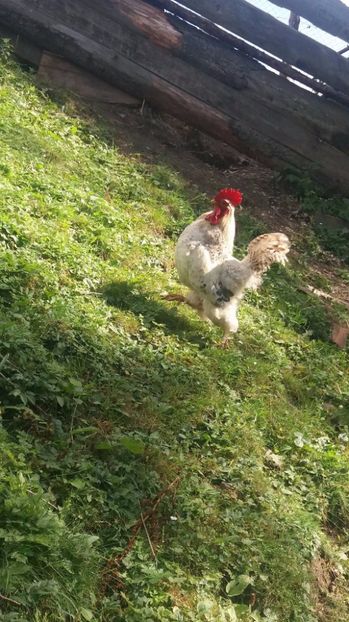 21439569_357546954667787_24974888_o - F Gaini de tara si kabir