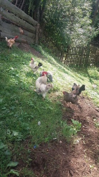 21458304_357547044667778_1841391172_o - F Gaini de tara si kabir